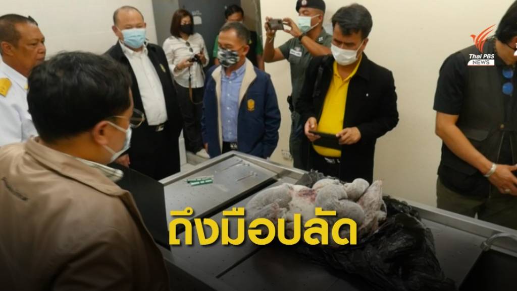 ข้อมูลชุดแรกสอบปม "เก้งเผือก-สวนสัตว์สงขลา" ถึงปลัดทส. | Thai PBS ...