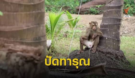 เร่งชี้แจงแบนมะพร้าวไทยใช้ลิงเก็บมะพร้าว 