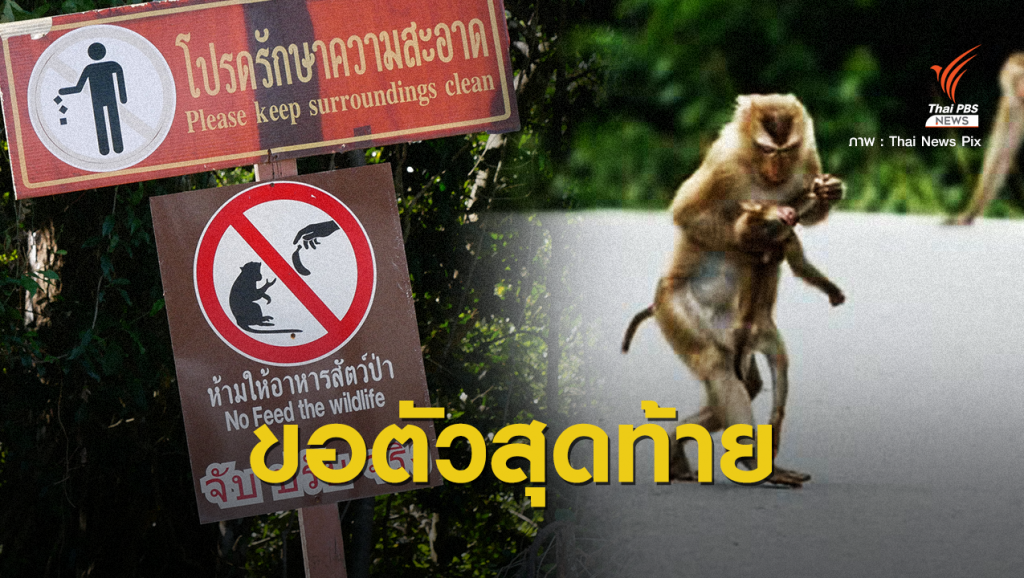 ขอเหยื่อตัวสุดท้าย สังเวย "ชีวิตสัตว์ป่า" ถูกรถชนตาย | Thai PBS News ข่าว ...