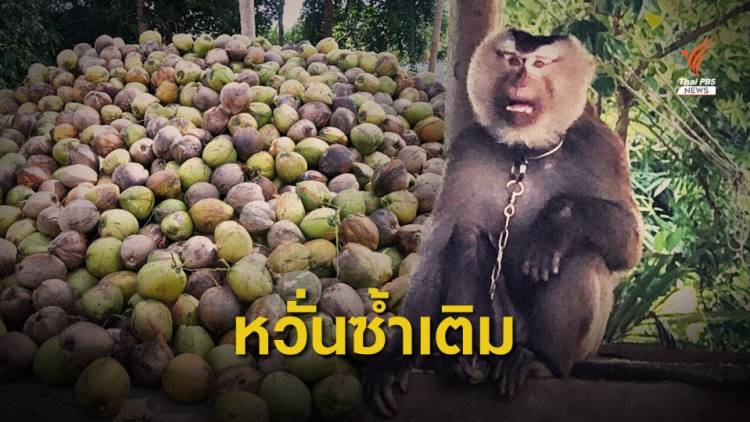 ชาวสวนมะพร้าวกังวล 3 มาตรการ ก.พาณิชย์ ซ้ำเติมปัญหาแบนมะพร้าวไทย  