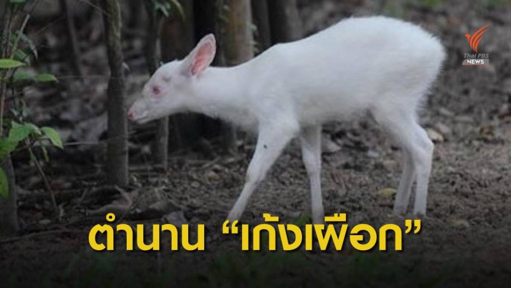 เปิดต้นสายพันธุ์ “เก้งเผือก” พระราชทาน สวนสัตว์สงขลา | Thai PBS News ...
