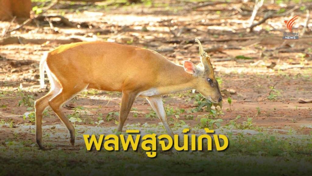 เปิดผลตรวจกระดูกปริศนาจากสวนสัตว์สงขลา เป็น "เก้ง" | Thai PBS News ...