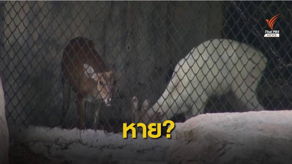 ตั้งกรรมการสอบ "ลูกเก้งเผือก" หายจากสวนสัตว์สงขลา | Thai PBS News ...