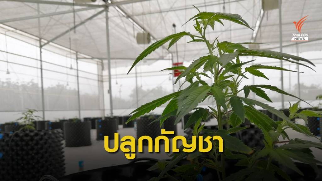 อภ.เดินหน้าปลูกกัญชาเมดิคัลเกรดที่ชลบุรี | Thai PBS News ข่าวไทยพีบีเอส
