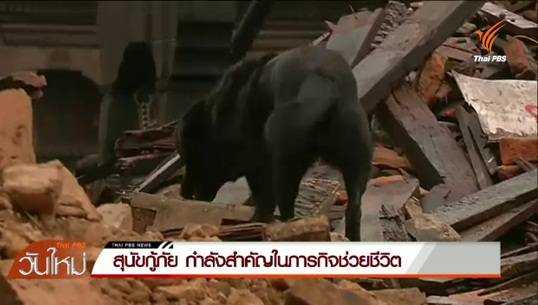หลายชาตินำ "สุนัขกู้ภัย" ร่วมภารกิจช่วยชีวิตในเหตุแผ่นดินไหว