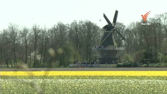ฤดูดอกไม้ผลิบานในเนเธอร์แลนด์