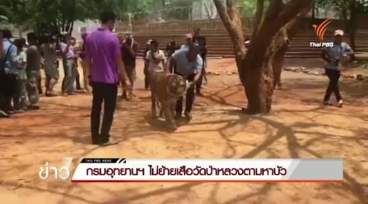 กรมอุทยานฯ ไม่ย้ายเสือวัดป่าหลวงตามหาบัว