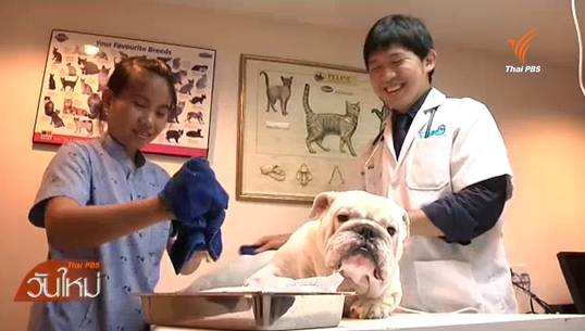 สัตวแพทย์ชี้อากาศร้อนจัดเสี่ยง "ฮีทสโตรก" ในสัตว์เลี้ยง