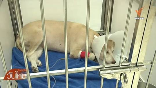 แพทย์ชี้เชื้อไวรัสหวัดนกกลายพันธุ์ติดสุนัขได้จริง