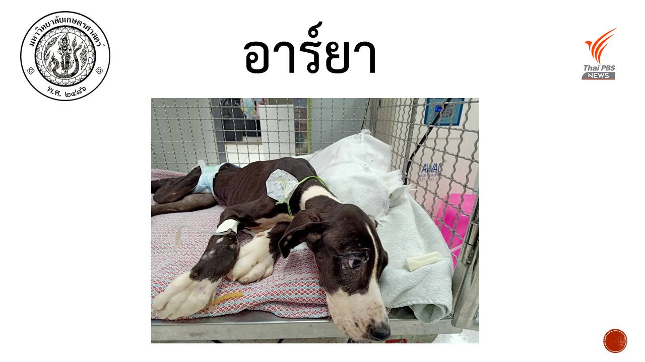 https://news.thaipbs.or.th/media/v57mCHwLbnPdirFInSf49N31cyf4.jpg