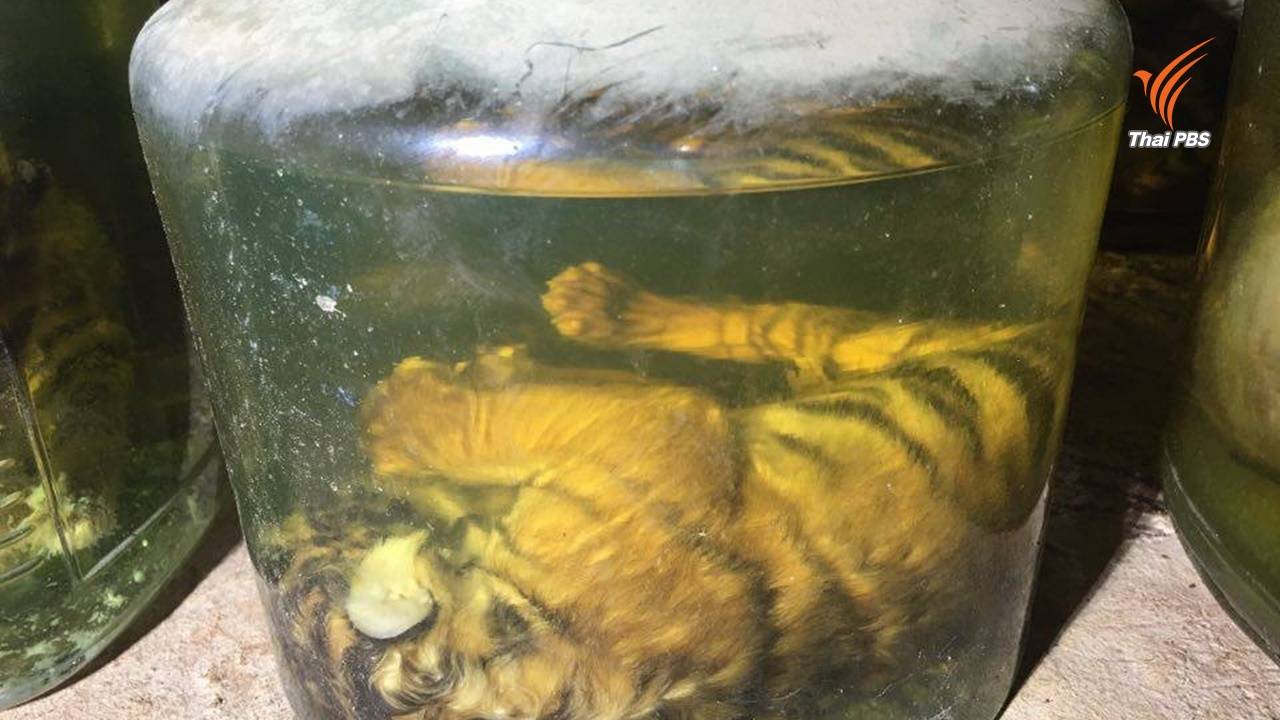ลูกเสือตัวน้อยขดอยู่ในโหลดอง เจ้าหน้าที่พบในห้องเวชภัณฑ์และห้องสัตวแพทย์ภายในวัดป่าหลวงตาบัว จ.กาญจนบุรี เมื่อ 2 มิ.ย.2559 