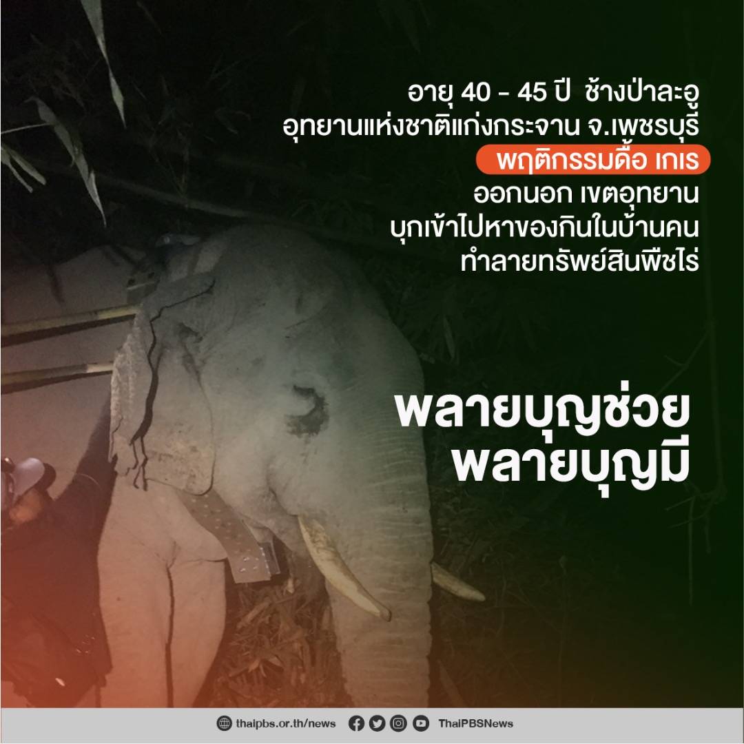 https://news.thaipbs.or.th/media/v57mCHwLbnPdirFLCQsNE90DsgAE.jpg