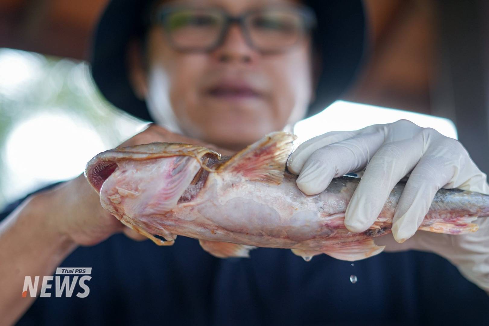 https://news.thaipbs.or.th/media/v57mCHwLbnPdirFMrtoLfu8poekJ.jpg